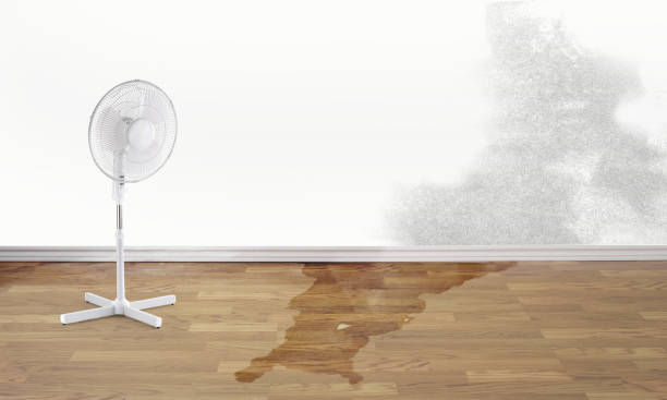 Best Water damage contractors near me  in High Ridge, MO